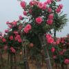 长年供应优质6公分玫瑰树优质树状月季月季树玫瑰树