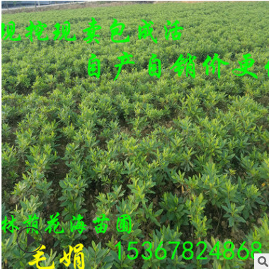 批发绿化苗木常绿灌木花卉植物杜鹃 2018年毛杜 杜鹃球新价格图1