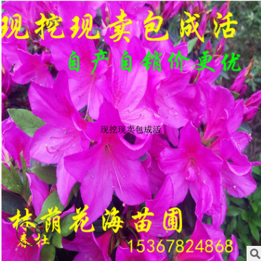 批发绿化苗木常绿灌木花卉植物杜鹃 2018年毛杜 杜鹃球新价格图3