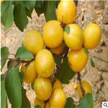 泰安基地热销杏树 金太阳 规格多 品种纯正 量大优惠死苗免费补苗