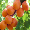 杏树品种基地热销 规格多品种全 早中晚品种 产量高 量大优惠