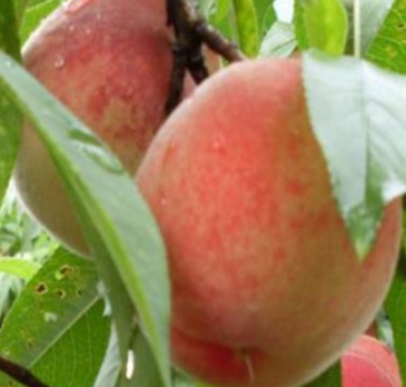 基地热销水蜜桃桃树品种 规格多 中熟品种 自花授粉 甜度高包成活