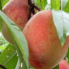 基地热销水蜜桃桃树品种 规格多 中熟品种 自花授粉 甜度高包成活
