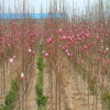 花卉基地批发乔木 玉兰树苗 紫玉兰 白玉兰树苗 规格齐全