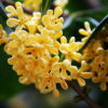 桂花树 百花苗木