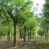 供应国槐苗木