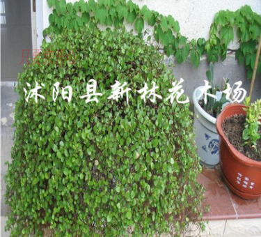 千叶吊兰 四季常青绿植花卉 盆景客厅盆栽