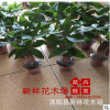 批发零售盆栽花卉 发财树 高25-30厘米左右 小型绿植 净化空气