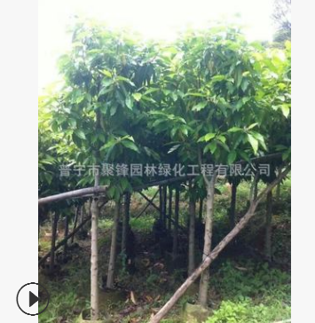 广东白玉兰产地 普宁白玉兰基地图3