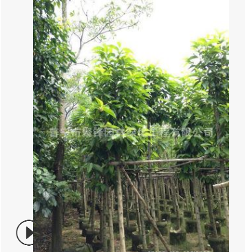 广东白玉兰产地 普宁白玉兰基地图2