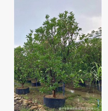 揭阳洋蒲桃产地 莲雾基地图3