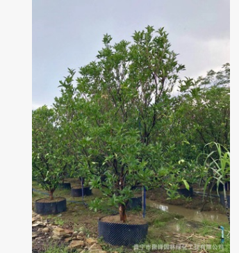 揭阳洋蒲桃产地 莲雾基地图2