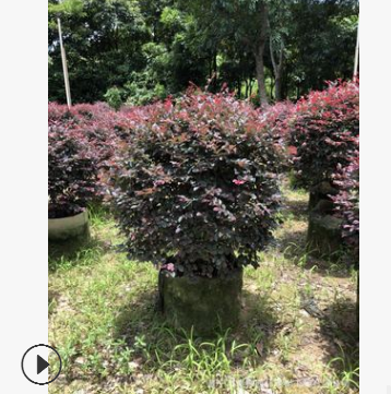 揭阳实球类。红花继木球图2