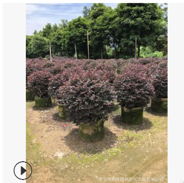 揭阳实球类。红花继木球图3