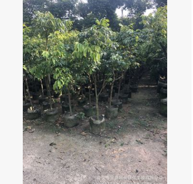 水果苗。龙眼基地图3