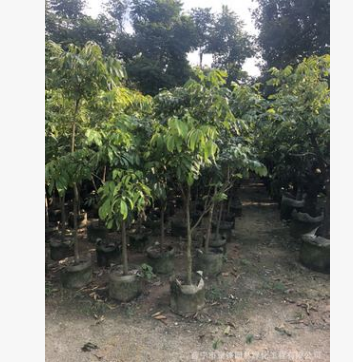 水果苗。龙眼基地图2