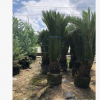 直销铁树
