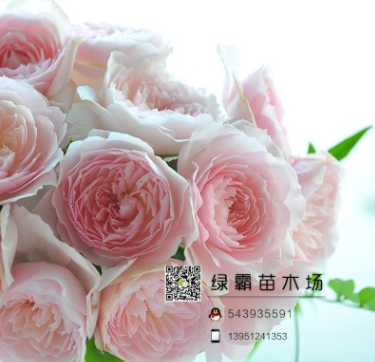 日本月季美咲 Misaki みさき灌木粉色老玫瑰香V9方格盆