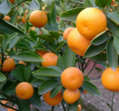 【大毅苗木】出售多品种 柑橘苗早熟青皮 蜜桔砂糖 桔子苗子