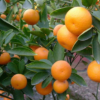 【大毅苗木】出售多品种 柑橘苗早熟青皮 蜜桔砂糖 桔子苗子