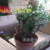 盆栽绿植 紫檀 小叶紫檀 木紫檀桩 室内桌面高档盆栽