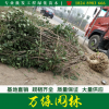 丁香基地自产丛生丁香花苗圃直销独杆丁香苗产地批发丁香树苗