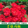 苏北月季园自产丰花月季数量大丰花月季品种多 批发直销丰花月季