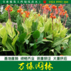 批发沭阳美人蕉苗圃自产自销花叶美人蕉产地常年批发红花美人蕉苗