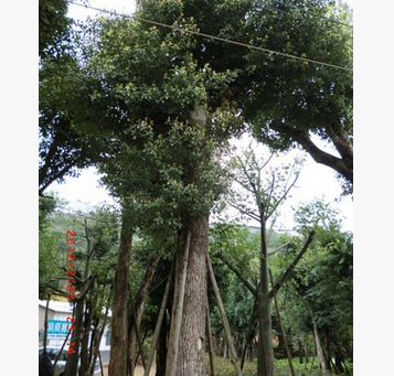 福建香樟批发福建香樟基地福建香樟价格