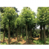 洪波苗木花卉 樟树苗木