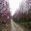 供应紫玉兰大树树苗 量大从优