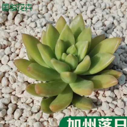 多肉植物 加州落日 盆栽绿植花卉盆花组合多肉办公室盆景图2