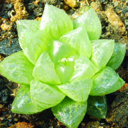 多肉植物 圆头玉露 盆栽绿植花卉盆花组合多肉办公室盆景图3