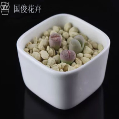 多肉植物组合盆栽多肉肉小盆栽盆景防辐射生石花图1