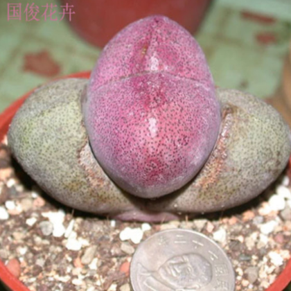 多肉植物红帝玉办公室桌面盆栽创意植物图2