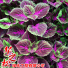 优质彩叶草花苗 工程绿化观赏植物 颜色艳丽 地被草花 观叶草花