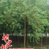 乌桕树苗销售 园林工程绿化乔木 景观行道树庭荫树观叶植物