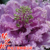 耐寒花卉羽衣甘蓝 红色黄色盆栽 公园绿化彩色植物 花园景观用苗