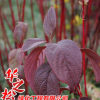 批发红瑞木绿化苗 观赏价值高 庭院工程 耐寒植物 园林绿化植物
