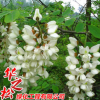 优质刺槐 庭院园林绿化小苗行道树 景观工程乔木 量大从优