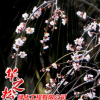 供应梅花苗 垂梅 园林绿化 红花垂梅风景树 倒着长梅花 庭院植物