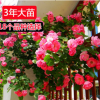 蔷薇苗 无刺多花蔷薇花苗 爬藤盆栽植物 220天循环开花苗 3年苗