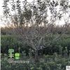 果树苗 苹果树苗 南北方种植 红富士嫁接苗 规格齐全