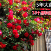 四季蔷薇苗 5年苗 多花爬藤蔷薇花苗花卉盆栽绿植玫瑰月季