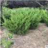 基地供应龙柏球 绿化工程树苗 常绿龙柏球 行道公园龙柏球