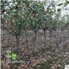 批发绿化苗木垂丝海棠 西府海棠树苗 北美海棠 盆栽庭院美化