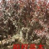 常年供应绿化花灌木 碧桃树苗 优质碧桃观赏风景树苗 量大优惠