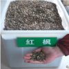 苗木基地直销优质美国红枫种子 海棠种子 海桐种子 量大优惠