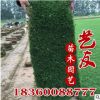 供应地被绿化草坪 四季青草坪 耐寒 耐旱 耐涝四季常青 低价供应