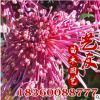 批发菊花苗 大量品种盆栽菊花 节庆 庭院 园林观赏 场地直销供应